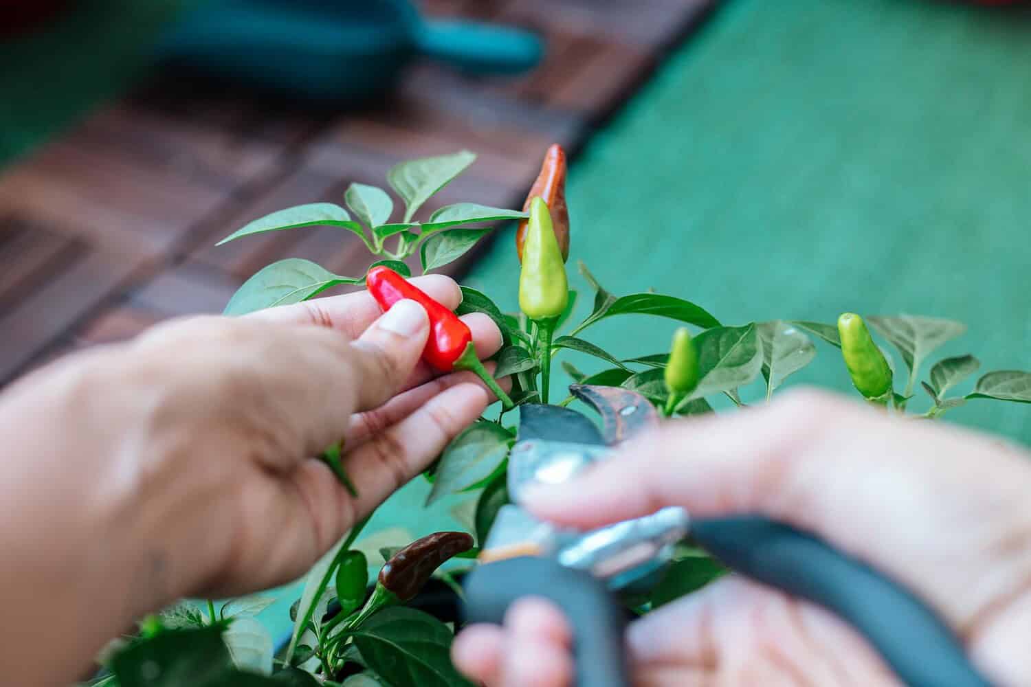 Hands using pruning shears to cut small red chili pepper from green plant with multiple buds