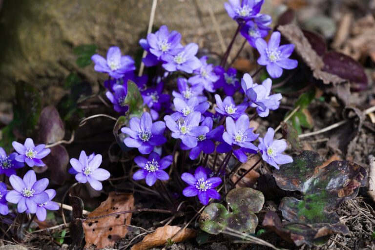 24 Spring Flowers That Bloom Early and Brighten Your Garden Fast