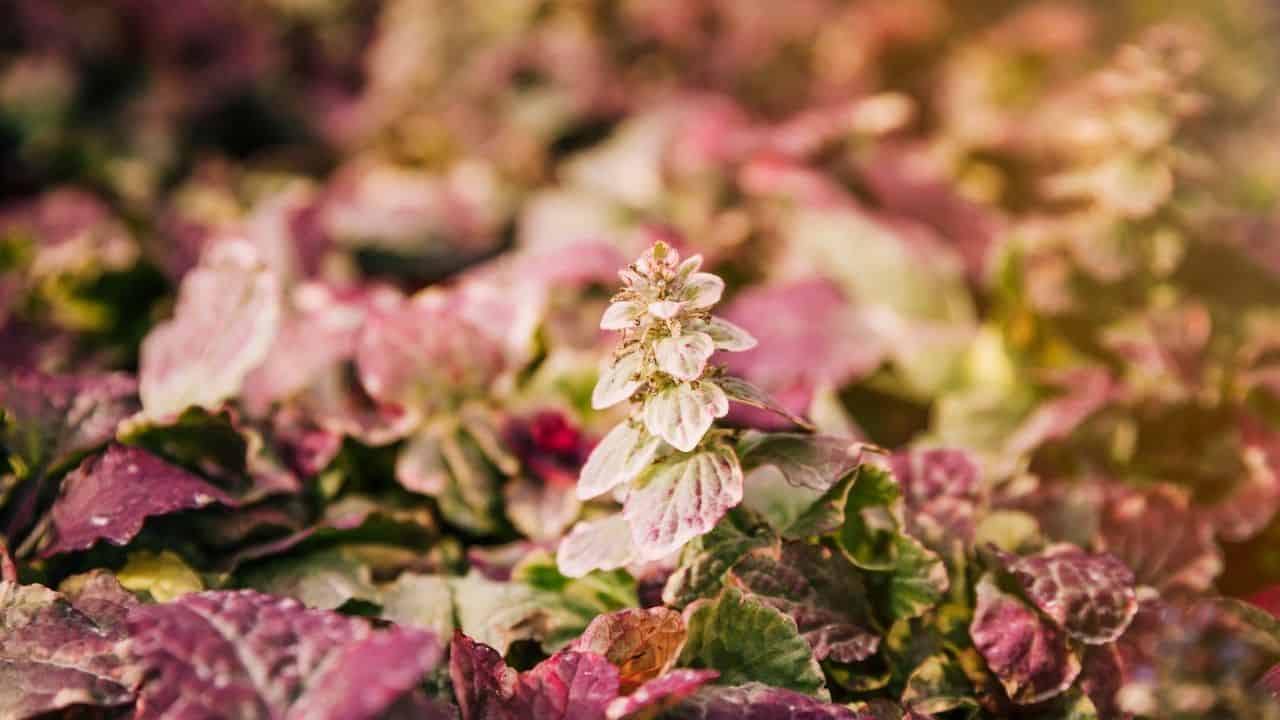 Heuchera Color Dream foliage in poor rocky soil sun tolerant purple lime green leaves