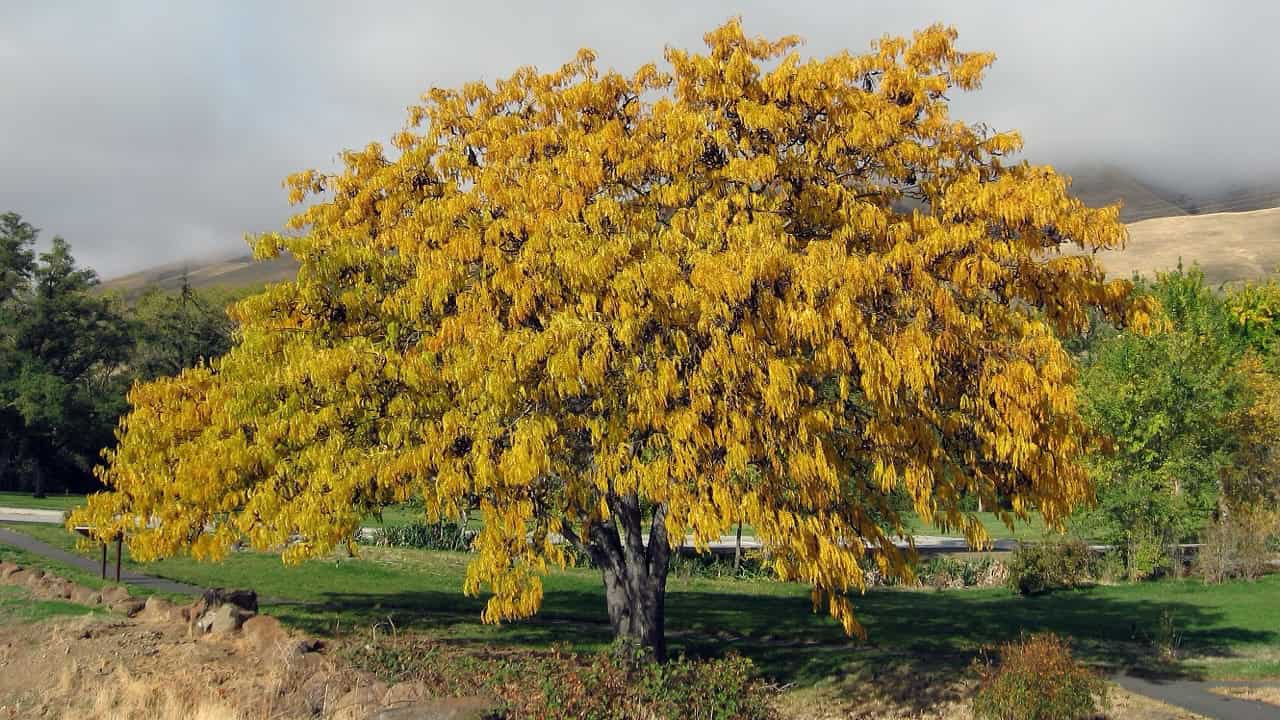 Honeylocust Tree