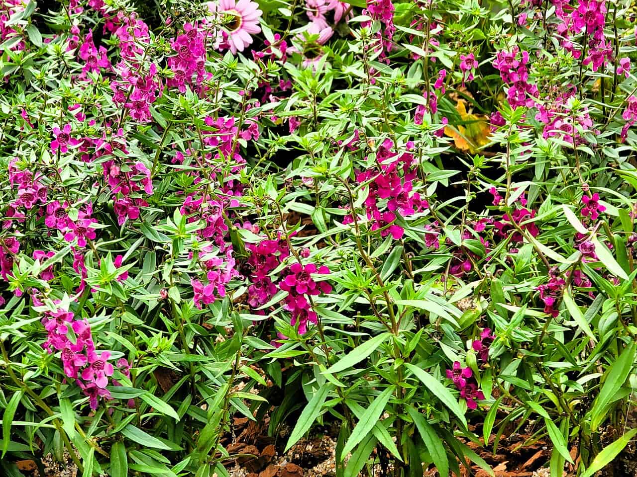 A vibrant display of pink flowers with green leaves, densely packed in a garden, the flowers blooming on tall stems, creating a colorful, lush scene with a few purple flowers visible in the background