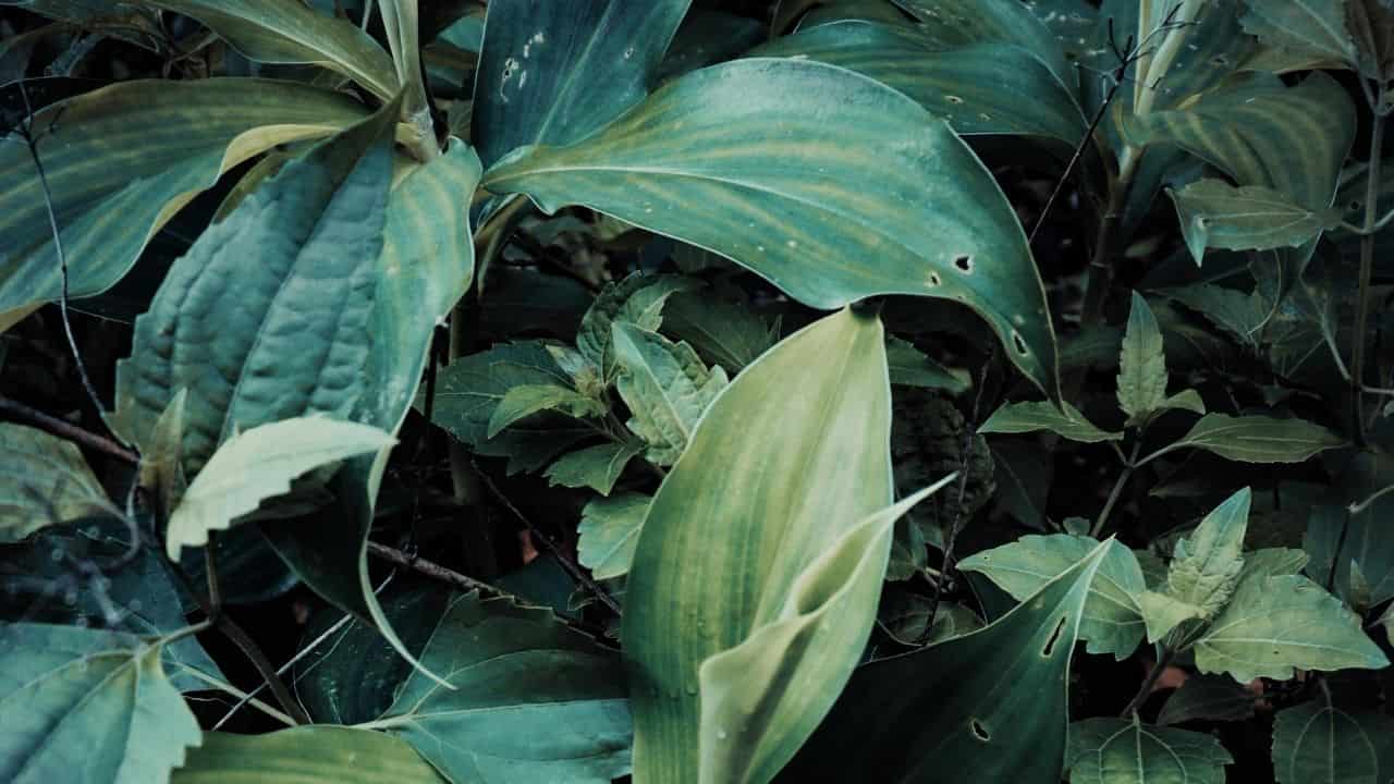 Hosta mixed with Euonymus