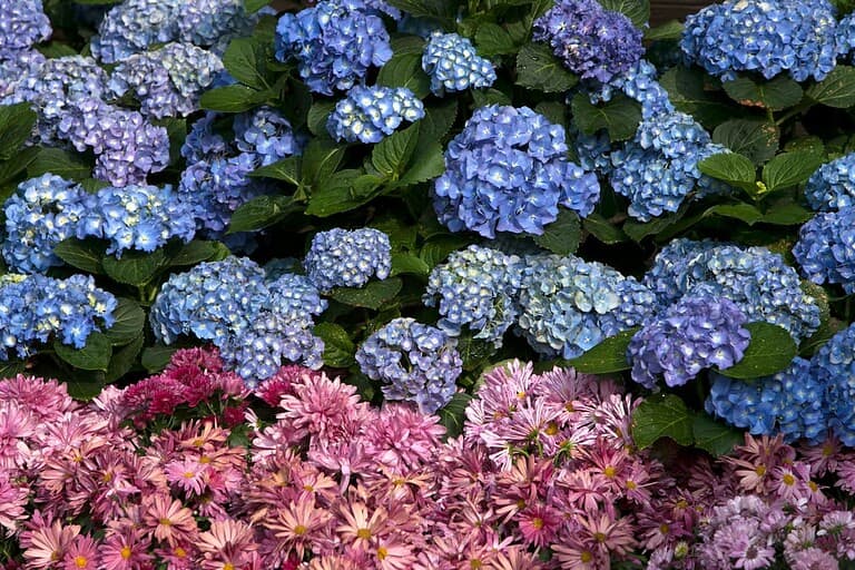 A garden display featuring clusters of blue hydrangeas filling the upper portion of the image, with pink chrysanthemums and daisies creating a vibrant border along the bottom. The contrasting colors create a striking floral arrangement