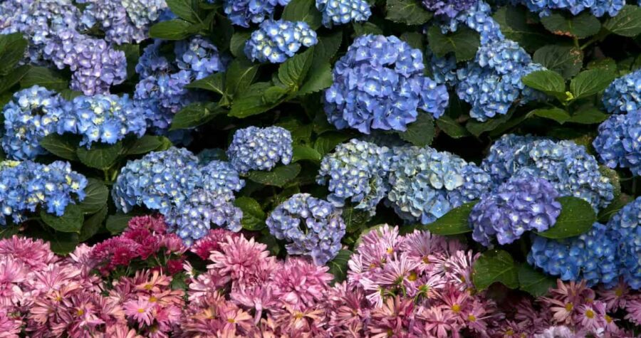 A garden display featuring clusters of blue hydrangeas filling the upper portion of the image, with pink chrysanthemums and daisies creating a vibrant border along the bottom. The contrasting colors create a striking floral arrangement