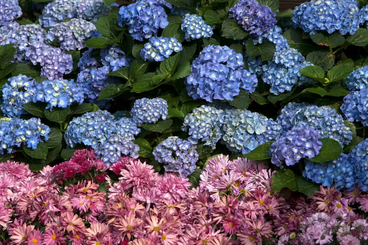 A garden display featuring clusters of blue hydrangeas filling the upper portion of the image, with pink chrysanthemums and daisies creating a vibrant border along the bottom. The contrasting colors create a striking floral arrangement