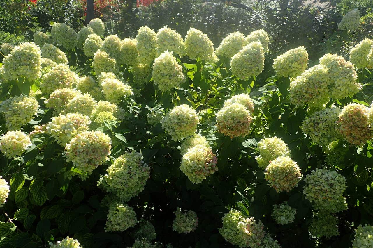 Bright green Panicle hydrangea bushes with large, fluffy flower clusters bask in sunlight, surrounded by dense foliage and shadowed background trees