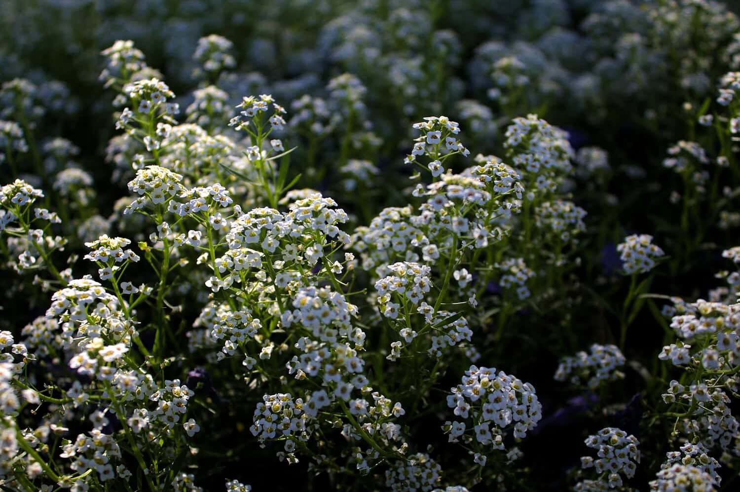 Close-up of delicate white alyssum flowers blooming in a field under soft sunlight.