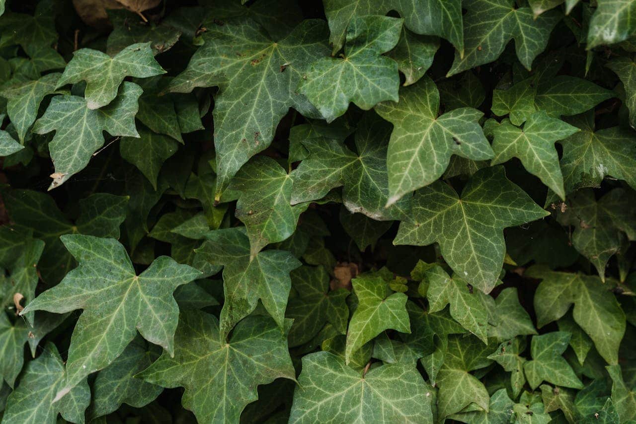 Close-up of English ivy with dark green star-shaped leaves showing prominent white veins creating a dense foliage pattern