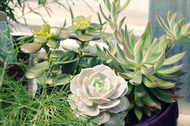 A collection of succulent plants in a pot, featuring a white rosette-shaped echeveria, green jade plant with round leaves, spiky aloe-like succulents, and wispy green ornamental grass