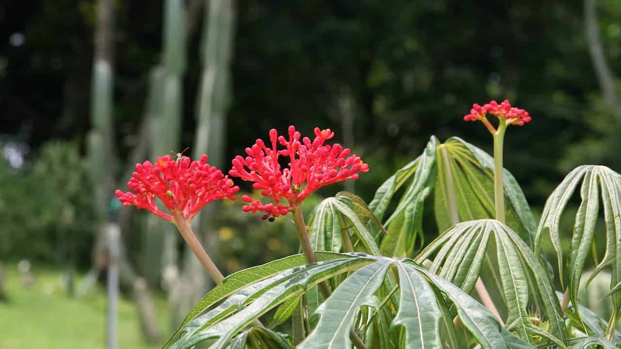 Red umbrella plant (Schefflera) flowers blooming on tall stalks, bright coral-red clusters, palm-like green foliage with elongated leaves, tropical plant against blurred forest background