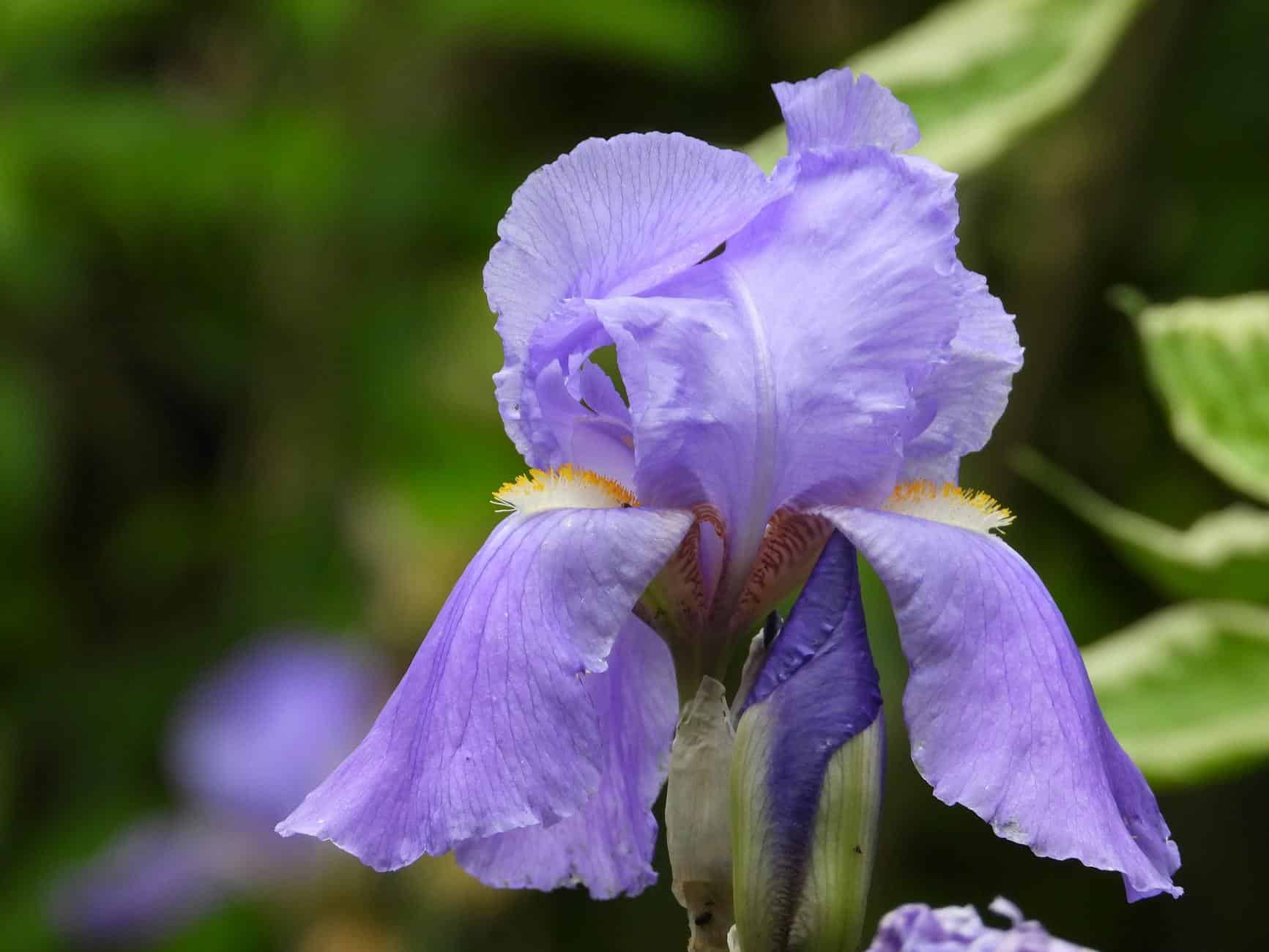 Vibrant purple iris flower in full bloom, captured in sharp detail outdoors.