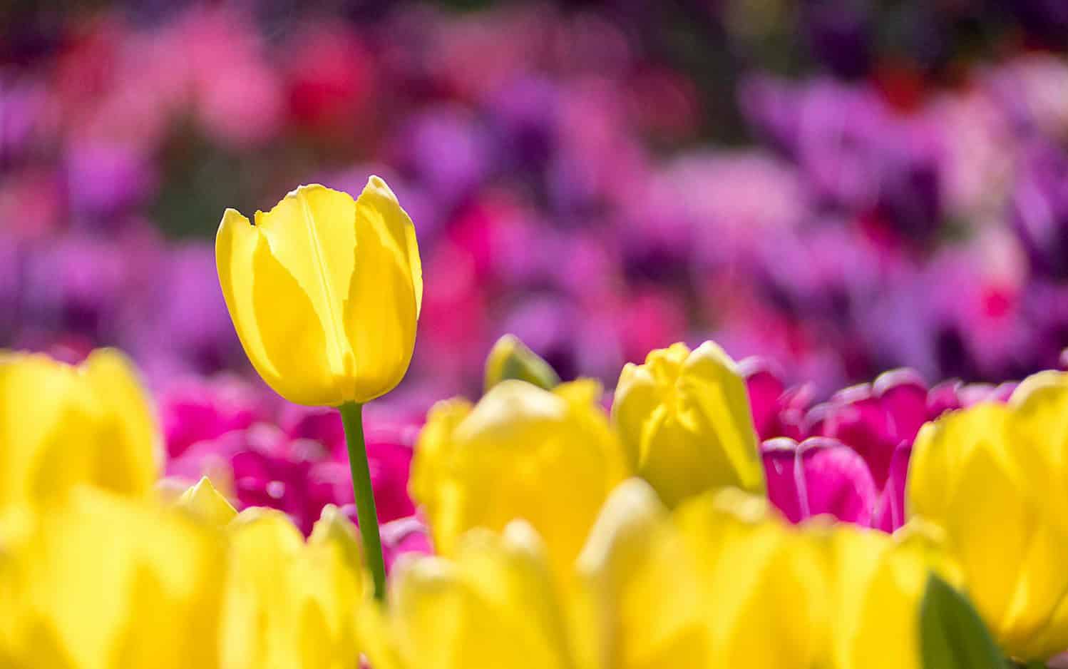 A bright yellow tulip stands out in a colorful blooming garden during spring in Limmen, Netherlands.
