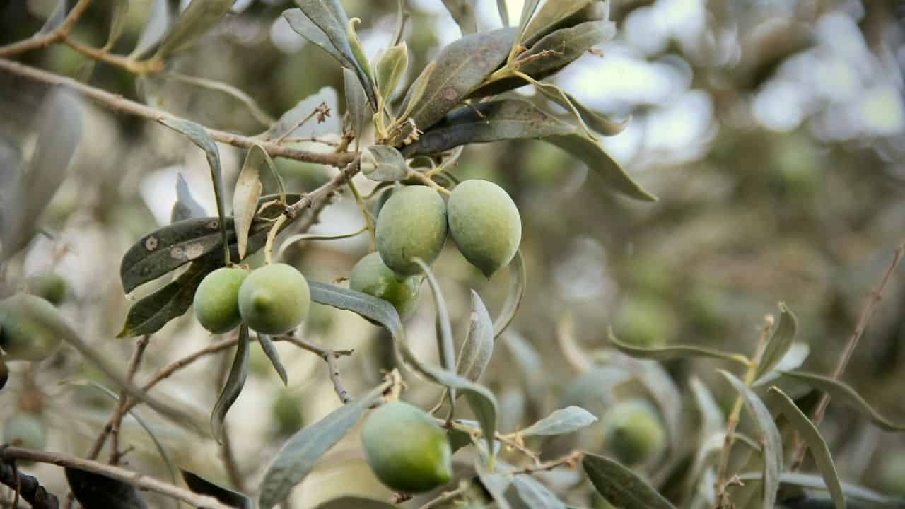 Jujube trees