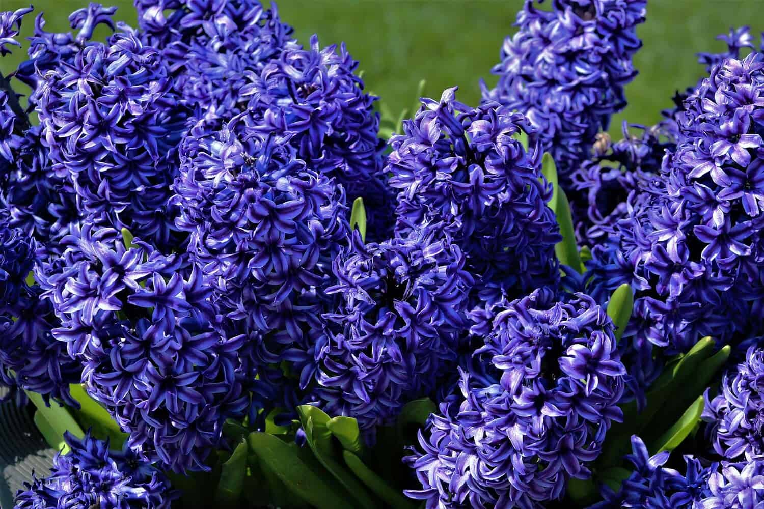Close-up of vibrant purple hyacinths in full bloom, showcasing delicate petals.