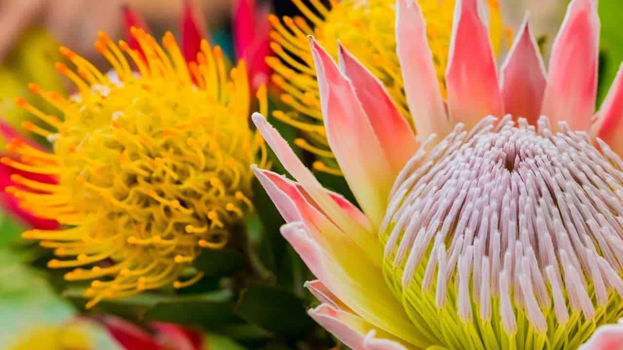 Kniphofia Lemon Popsicle and Echinacea Magnus plant combo garden photo