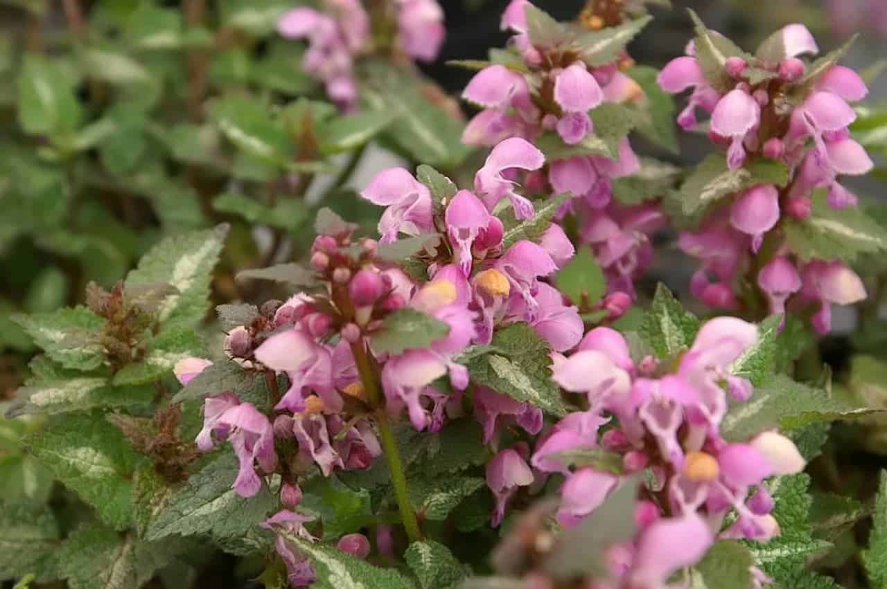 Pink Lamium 'Chequers' flowers growing in clusters among serrated green leaves, showing small bell-shaped blooms with visible orange stamens