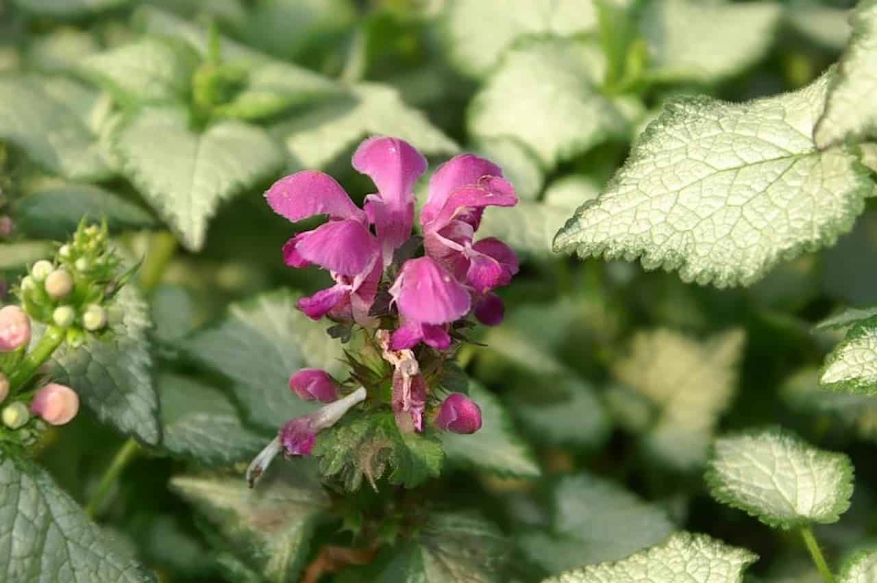 Pink-purple deadnettle flower blooming among silvery-green leaves with visible leaf veins and unopened buds