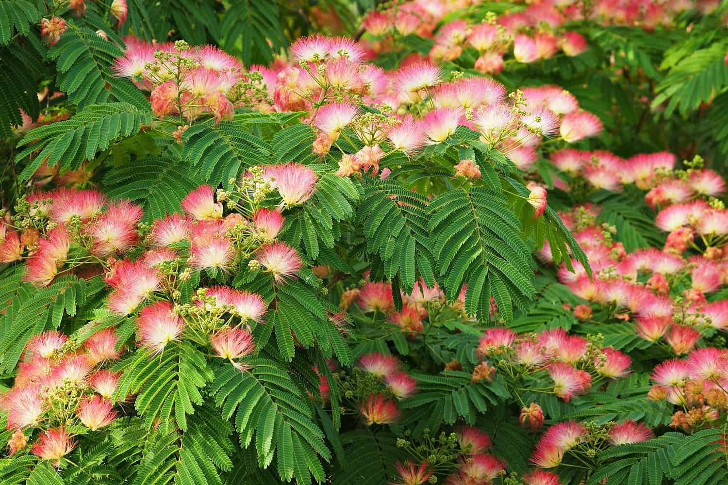 Close-up of blooming pink mimosa flowers with lush green leaves, showcasing nature's vibrant beauty.