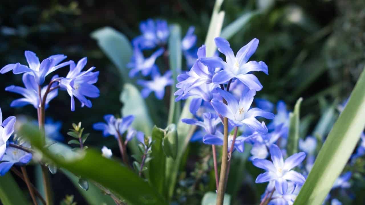 Larkspur Delphinium in poor average well-drained soil full sun blue purple pink flowers