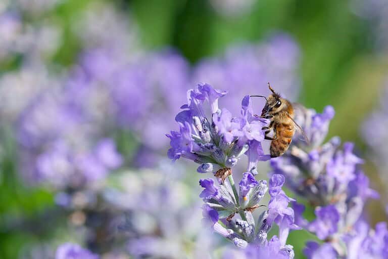 A honey bee collecting nectar from a lavender flower in sharp focus. The bee's fuzzy body and wings are visible as it perches on the purple bloom. Background shows blurred lavender flowers and green foliage in soft bokeh effect