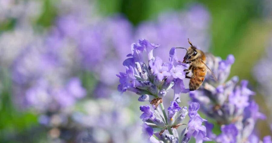 A honey bee collecting nectar from a lavender flower in sharp focus. The bee's fuzzy body and wings are visible as it perches on the purple bloom. Background shows blurred lavender flowers and green foliage in soft bokeh effect