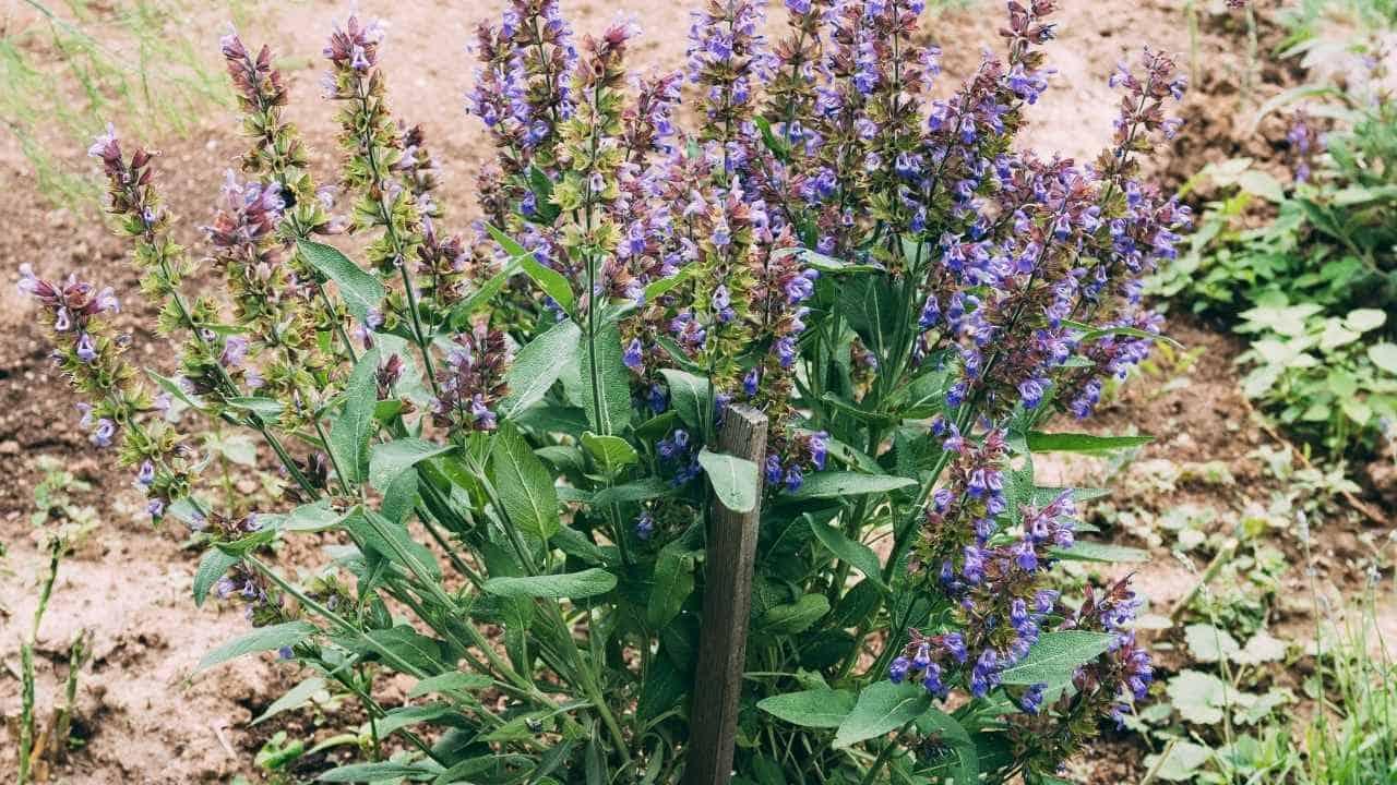 Lavender blooming in poor sandy rocky well-drained soil full sun aromatic drought-tolerant garden