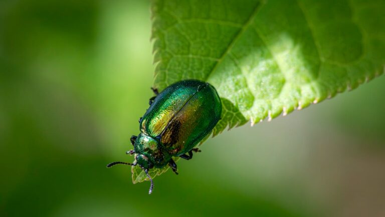 Iridescent green Japanese beetle on edge of serrated leaf, macro photography with blurred green background