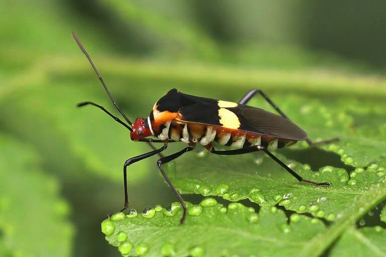 Close-up of black and orange beetle or true bug on green leaf, insect with long antennae, striped abdomen, red head, water droplets visible on leaf surface, sharp macro photography