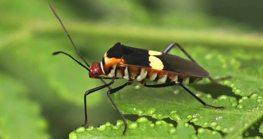 Close-up of black and orange beetle or true bug on green leaf, insect with long antennae, striped abdomen, red head, water droplets visible on leaf surface, sharp macro photography
