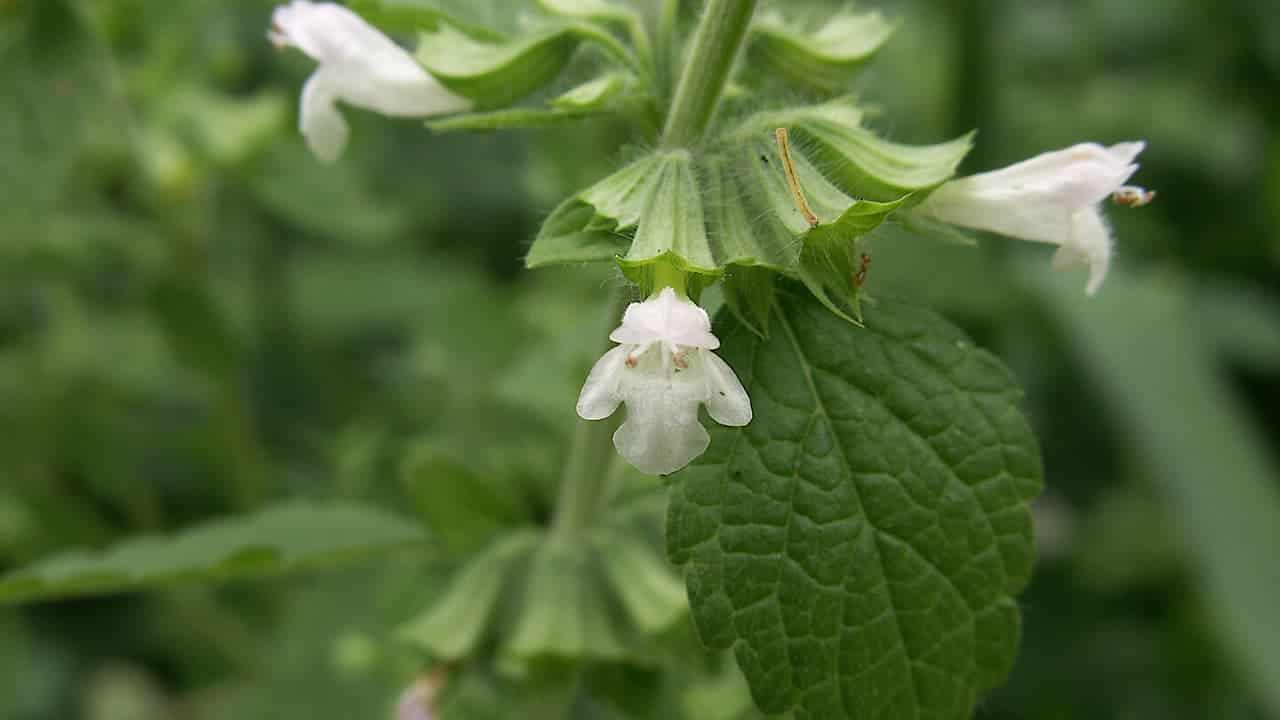 Close-up of Lemon Balm flowers growing from textured green leaves with visible veins against blurred green background