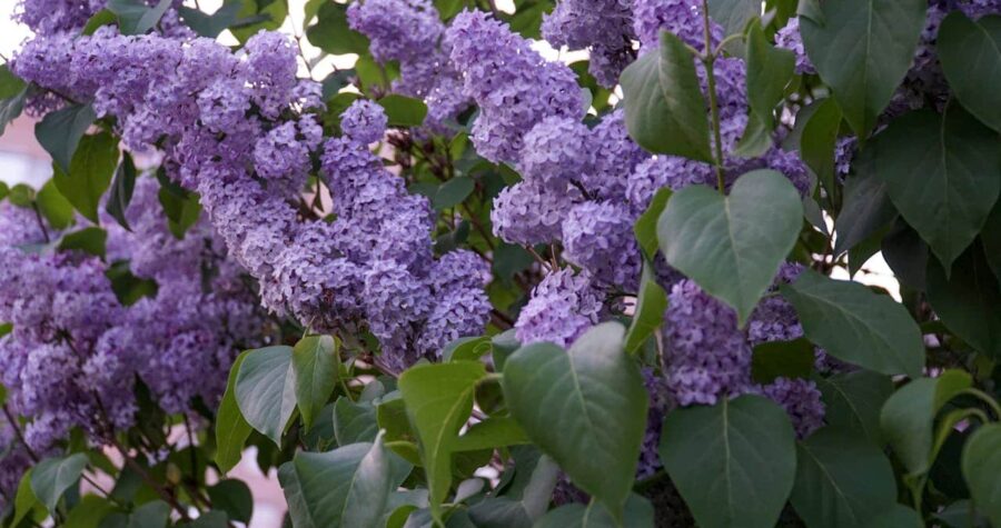Dense lilac bushes, vibrant purple flowers, lush green heart-shaped leaves, soft evening light, spring bloom