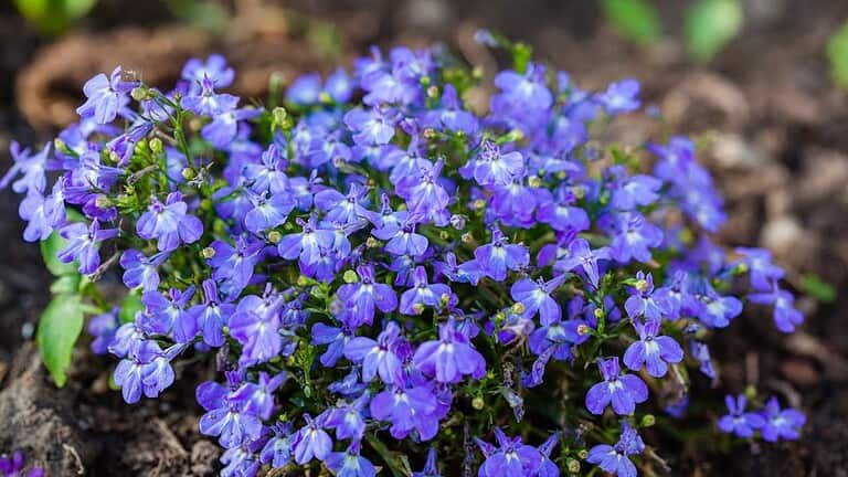 A vibrant cluster of small, bright purple-blue Lobelia flowers with delicate petals and green stems, growing in rich, dark soil