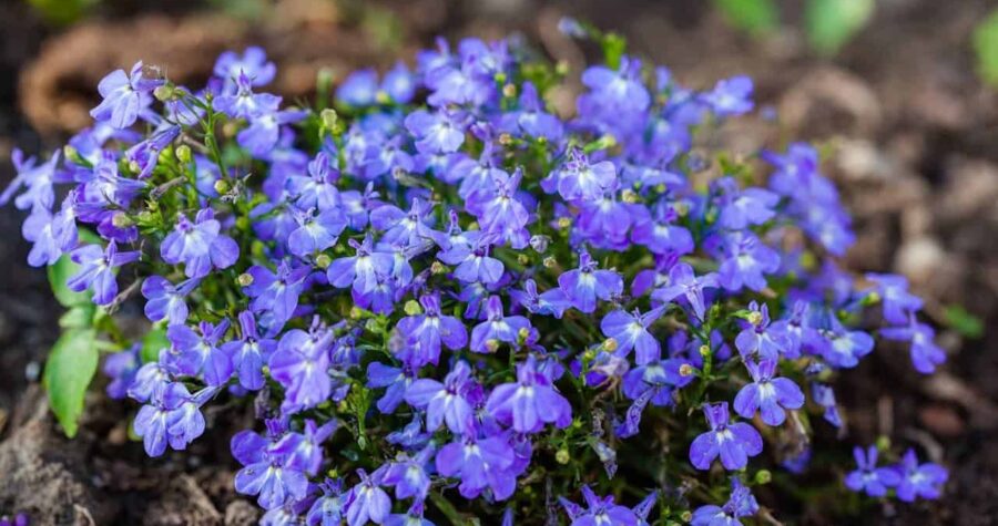 A vibrant cluster of small, bright purple-blue Lobelia flowers with delicate petals and green stems, growing in rich, dark soil