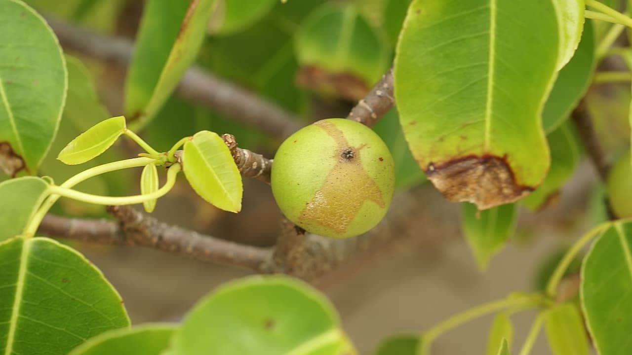 A small green fruit on a Manchineel tree branch, surrounded by glossy green leaves, some with brown edges, against a blurred background