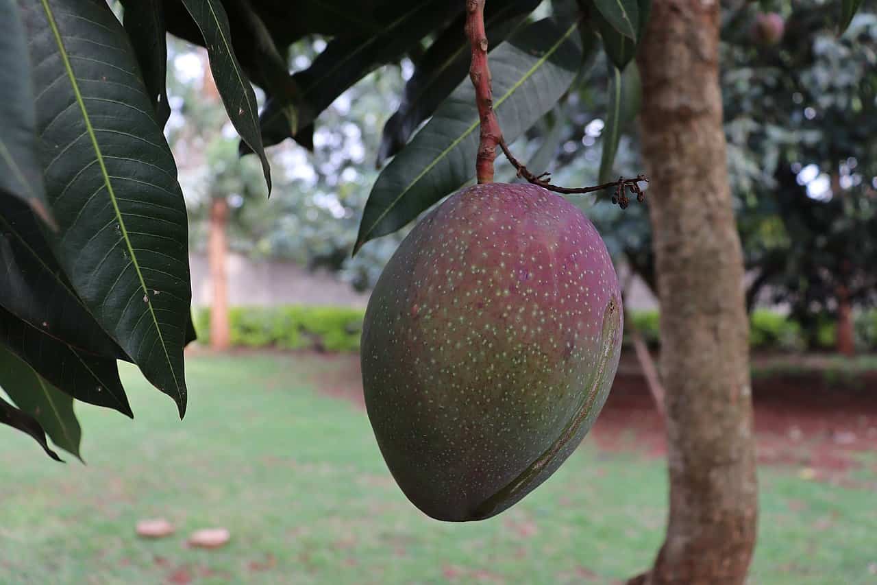 Close-up of a large ripening mango hanging from a tree branch with dark green leaves, set against a blurred garden background, capturing a detailed view of fruit growth in a natural outdoor setting