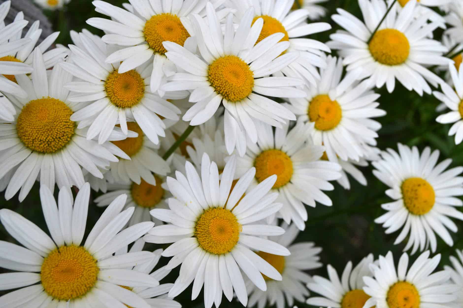 A vibrant close-up of fresh white daisies with yellow centers, showcasing the beauty of nature.