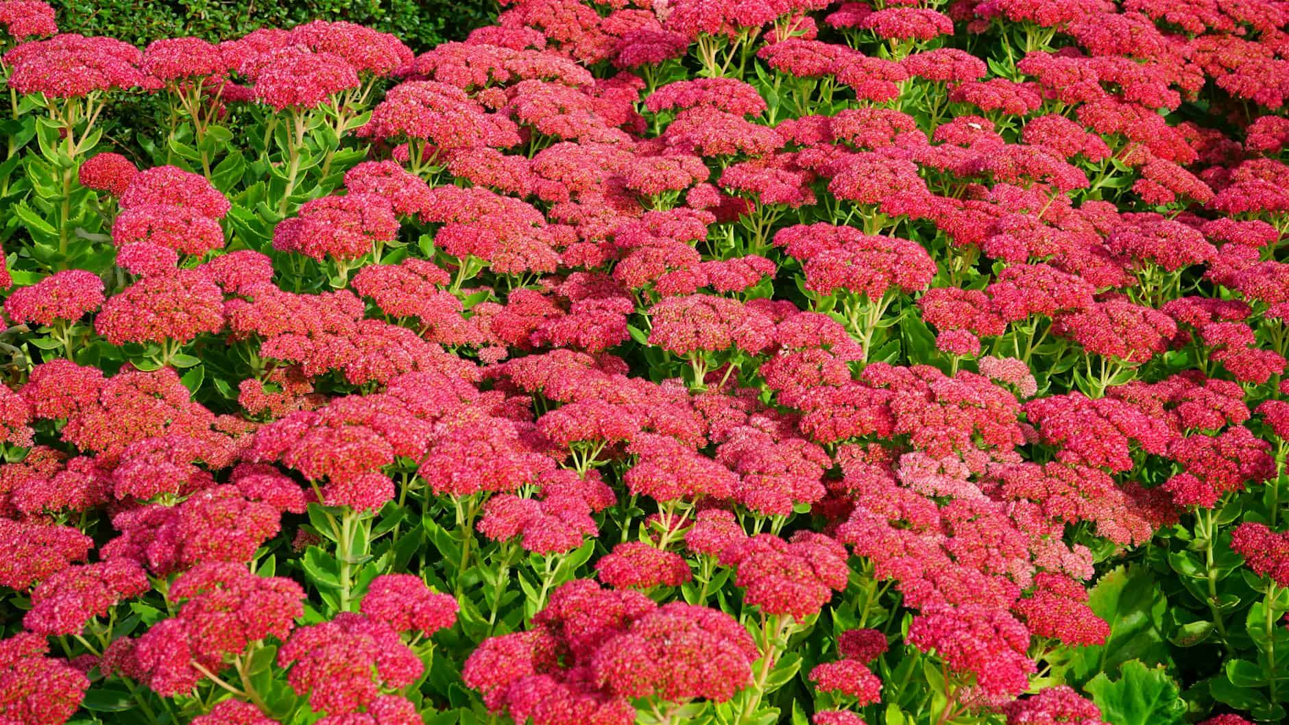 A lush display of vibrant pink Sedum flowers in full bloom in an outdoor garden.