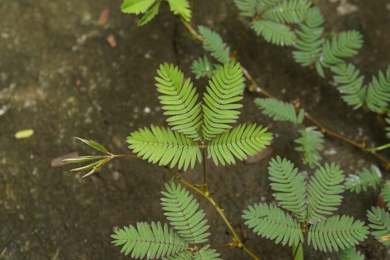 Delicate green mimosa plant with feathery compound leaves growing from thin stems against dark soil background