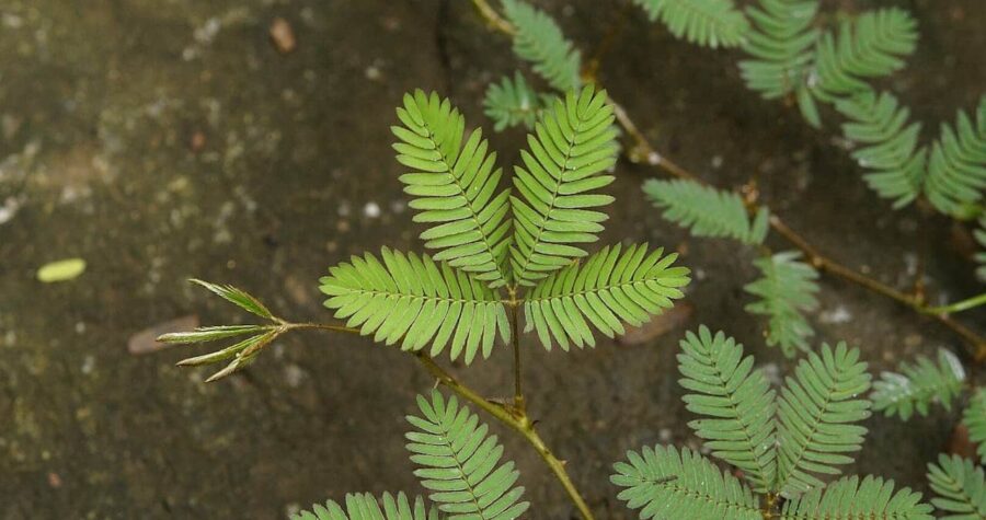 Delicate green mimosa plant with feathery compound leaves growing from thin stems against dark soil background
