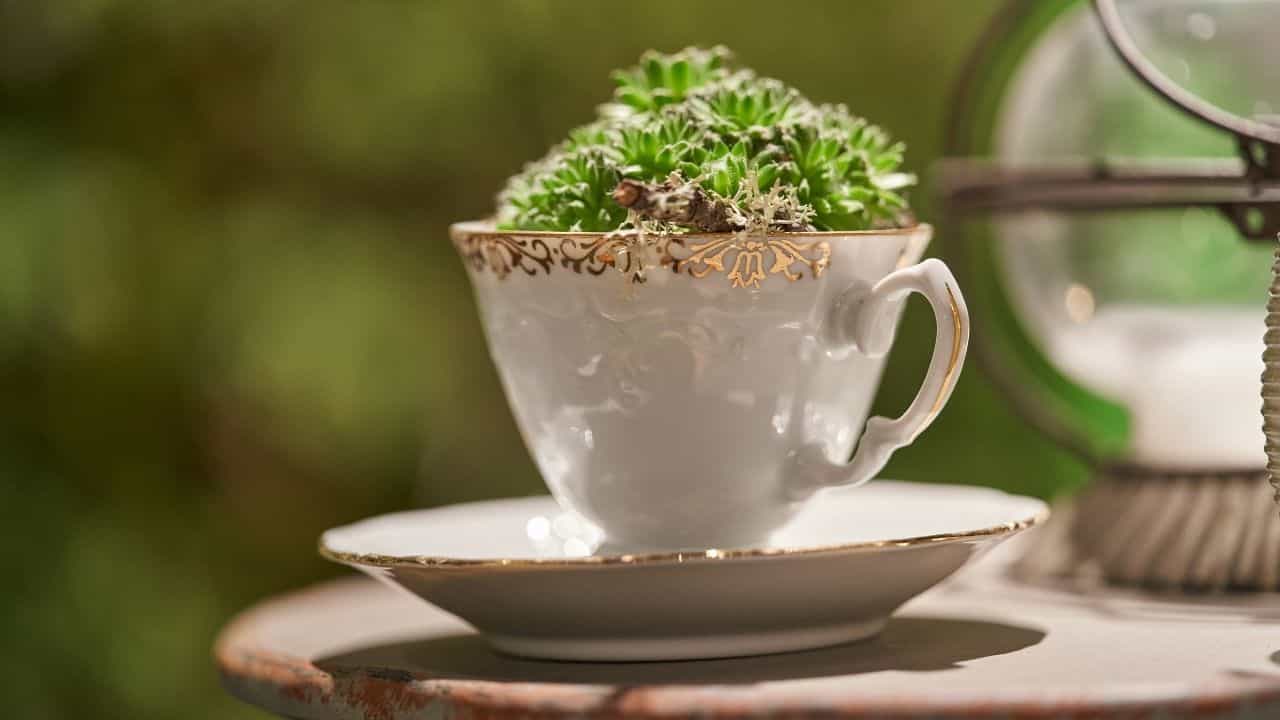 Mini succulent garden in teacups