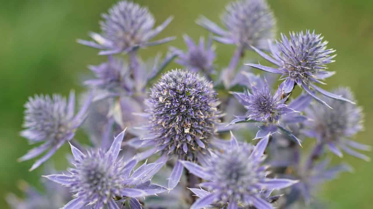 Miss Willmott's Ghost Eryngium giganteum silver spiky flowers poor dry soil full sun catmint pollinator garden