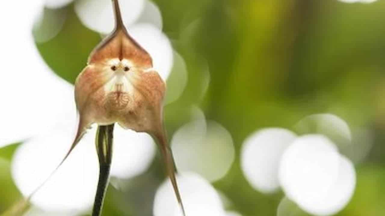 Close-up of a monkey-faced orchid flower with a detailed, symmetrical shape against a blurred green and white background