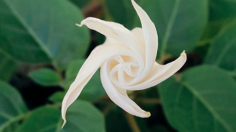 A delicate, creamy-white moonflower bud spirals open, surrounded by lush green leaves in a softly blurred natural background