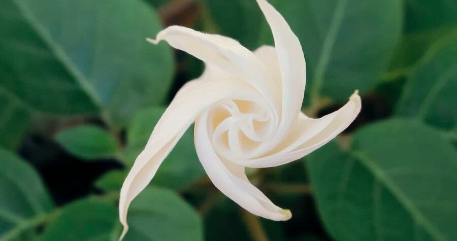 A delicate, creamy-white moonflower bud spirals open, surrounded by lush green leaves in a softly blurred natural background