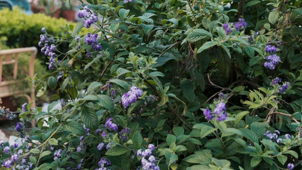 Morning Glories climbing trellis in poor soil full sun blue white multicolored flowers