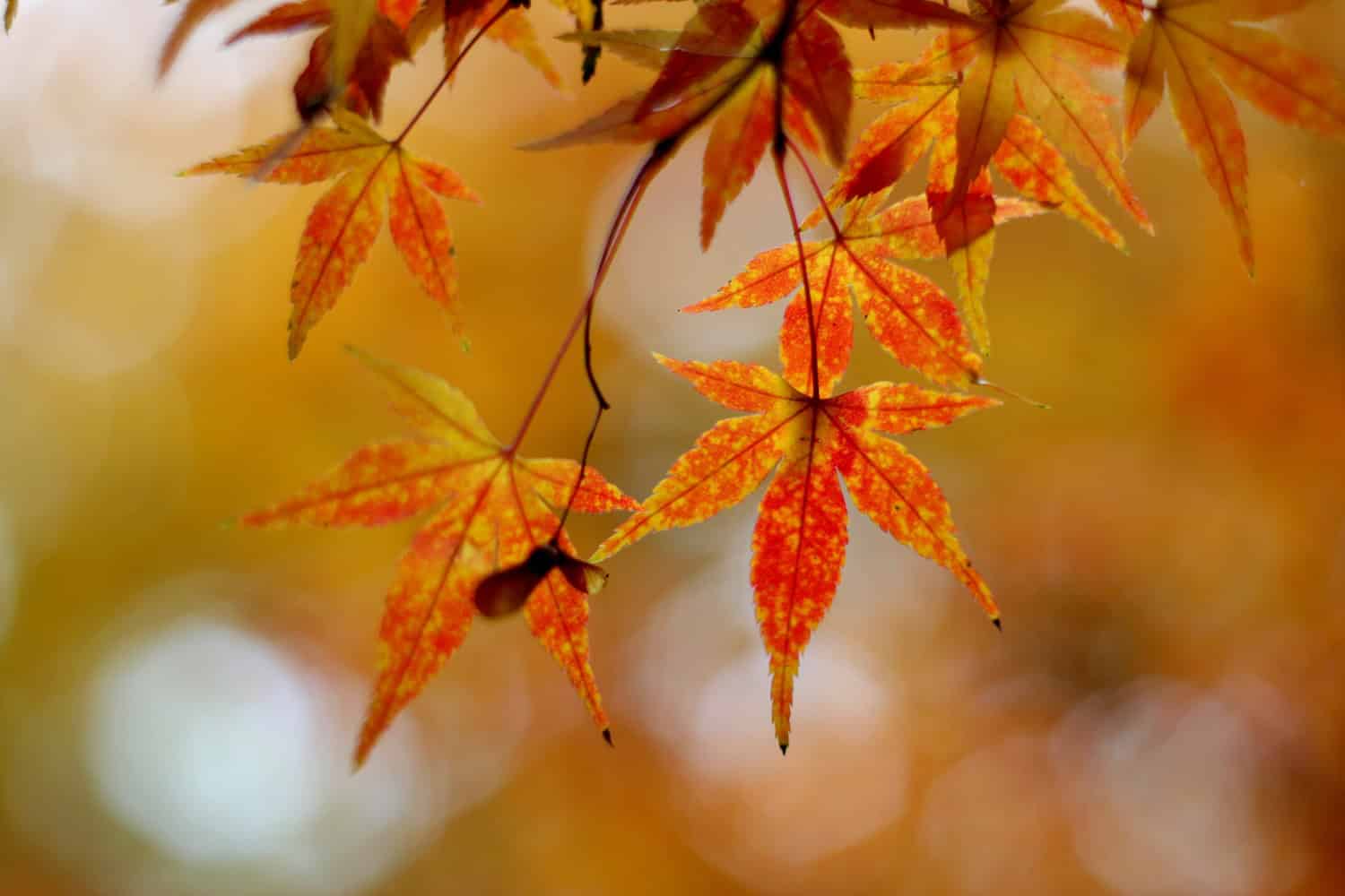 The image shows vibrant autumn leaves in shades of orange and yellow hanging on branches, a blurred background highlighting the fall foliage, leaves with a mix of red and yellow spots