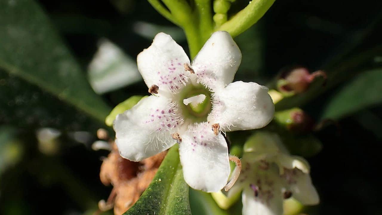 Close-up of a small white flower with purple speckles in center, small stamens visible, growing on green stem with leaves in background