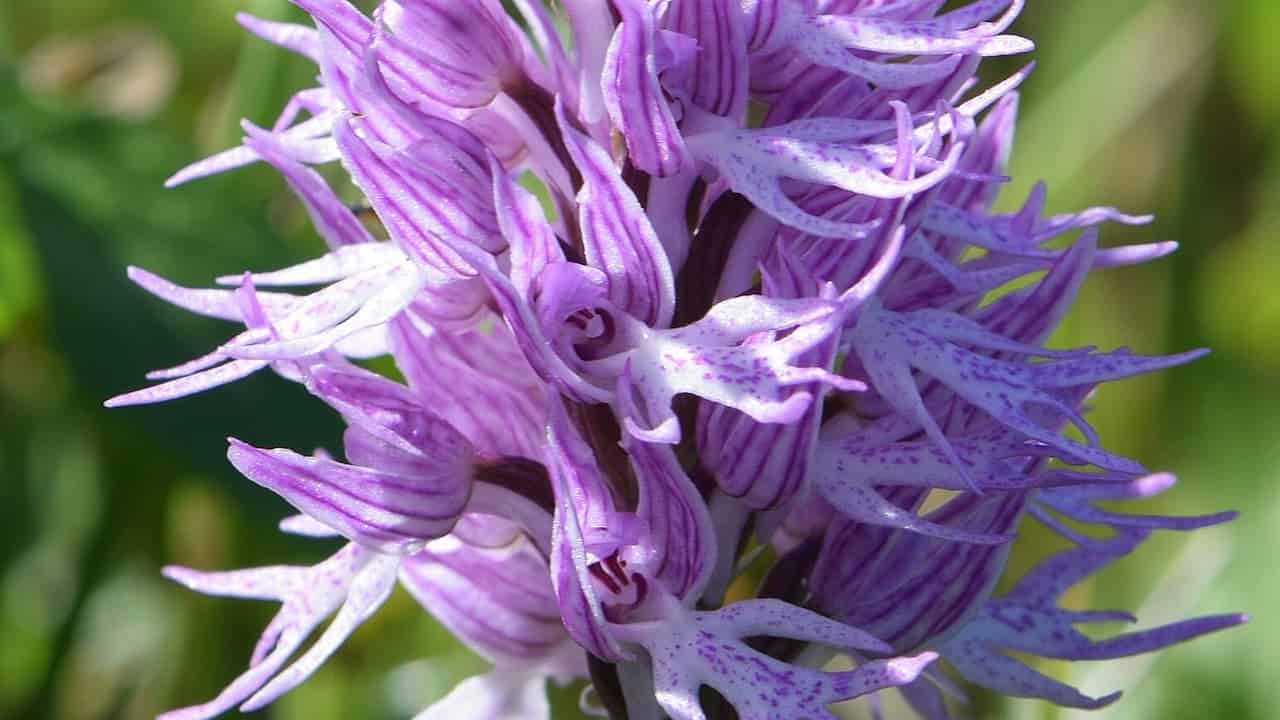 Close-up of a vibrant Naked Man Orchid showing clustered purple and white flowers with petal shapes resembling tiny human figures