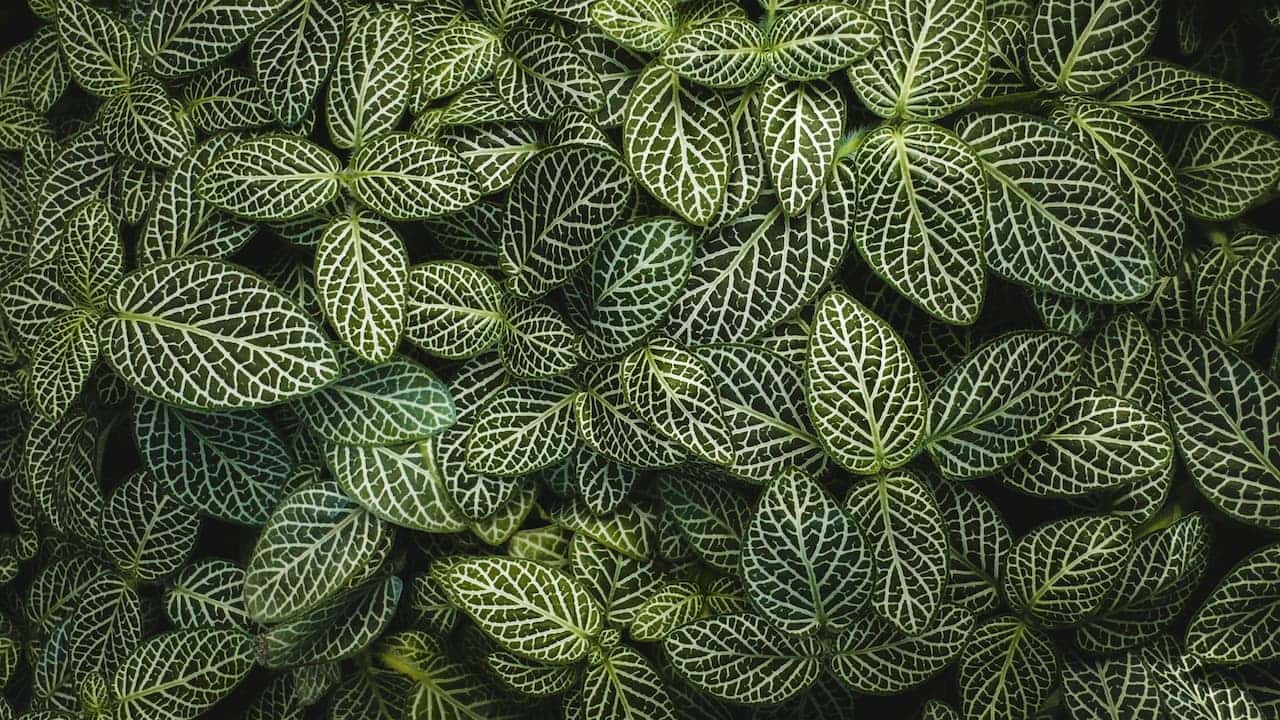 Nerve Plant (Fittonia) green leaves with intricate white vein patterns, creating a striking contrast in a lush, overlapping arrangement