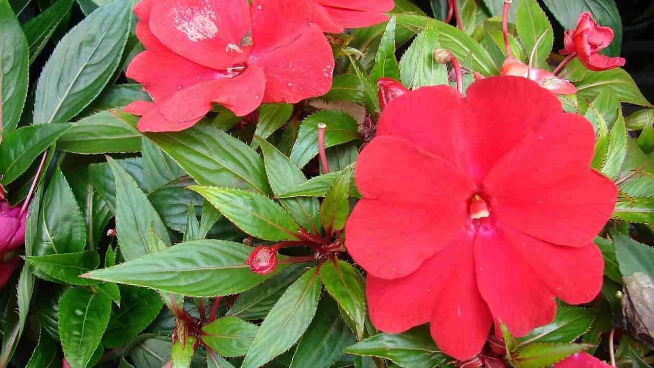 Bright red impatiens flowers with glossy green leaves in garden bed, close-up of blooms showing characteristic rounded petals